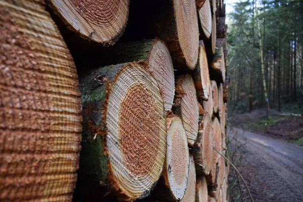 Close Troncos Árvores Empilhadas Frente Uma Floresta Conceito Desmatamento — Fotografia de Stock