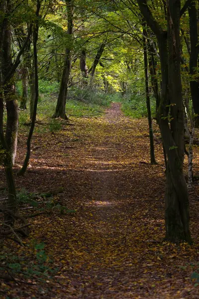 Вертикальный Снимок Тропы Покрытой Желтыми Опавшими Листьями Зеленом Лесу — стоковое фото