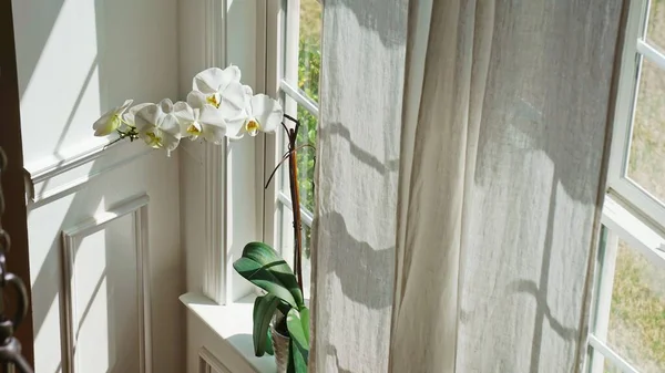 Die Phalaenopsis Verleiht Dem Haus Einen Frischen Blick Auch Die — Stockfoto