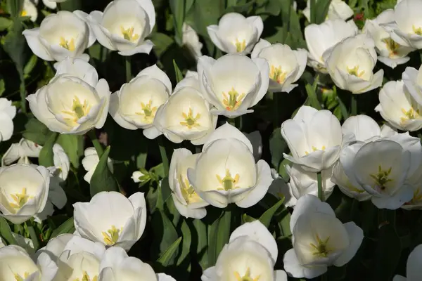 Eine Nahaufnahme Schöner Weißer Blumen Die Freier Wildbahn Wachsen — Stockfoto