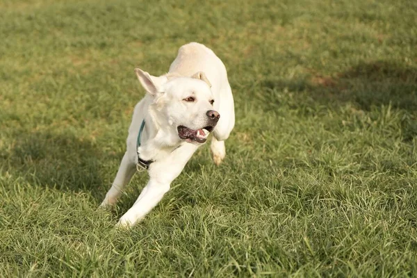 Roztomilý Béžový Labrador Běžící Trávě — Stock fotografie