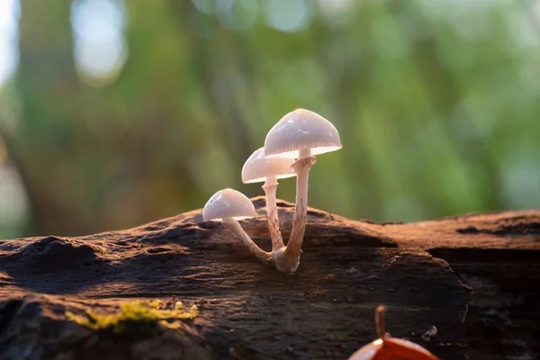 Eine Pilzgruppe Sattgrünen Wald — Stockfoto