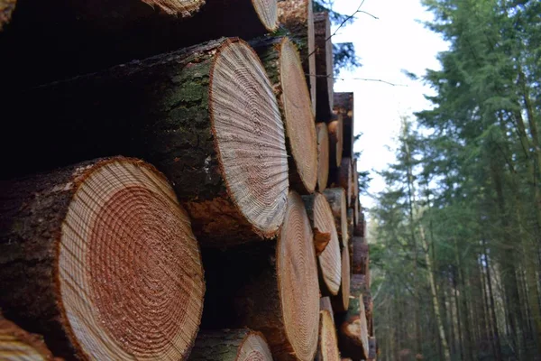 Close Troncos Árvores Empilhadas Frente Uma Floresta Conceito Desmatamento — Fotografia de Stock