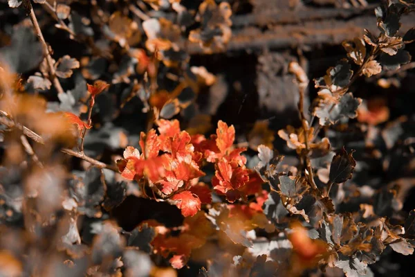 Крупним Планом Висушене Дубове Листя Гілках Полі Під Сонячним Світлом — стокове фото