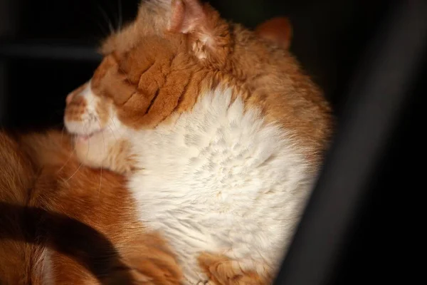 Крупним Планом Знімок Чарівної Помаранчевої Кішки Сидить Землі Під Впливом — стокове фото