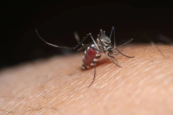 Mosquito Biting Human Sucks Blood Its Abdomen Filled Blood Selective — Stock Photo, Image