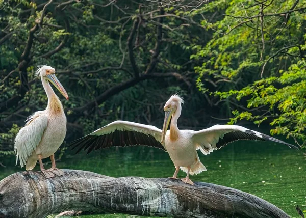 Kapitulation Till Sin Hane Pink Pelican Sjön — Stockfoto