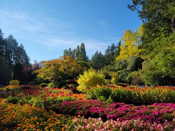 Güneşli Bir Yaz Bahçesinde Sık Çalılar Ağaçlarla Çevrili Renkli Çiçeklerin — Stok fotoğraf
