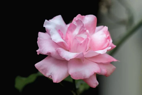 Egy Közeli Kép Egy Virágzó Fényes Rózsaszín Rózsáról Bokorban — Stock Fotó