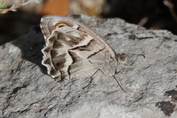 在岩石上拍到的嬉皮士菲迪亚蝴蝶的特写镜头 — 图库照片