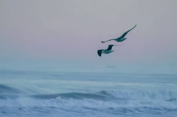 黄昏时分 一对海鸥在海面上飞翔的场景 — 图库照片