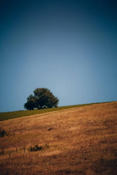 Disparo Vertical Árbol Aislado Una Colina Día Soleado — Foto de Stock