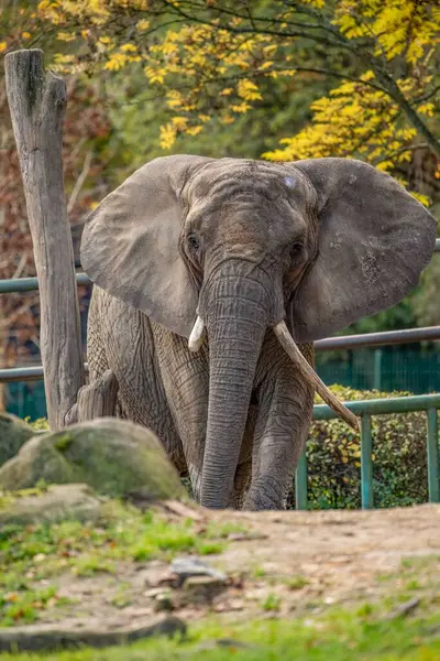 Hayvanat Bahçesi Parkındaki Afrika Filinin Dikey Görüntüsü — Stok fotoğraf