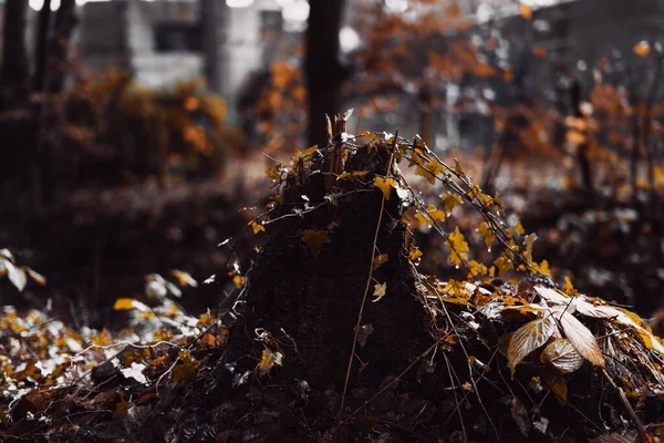 Μια Επιλεκτική Εστίαση Closeup Χρυσά Πεσμένα Φύλλα Του Φθινοπώρου Στο — Φωτογραφία Αρχείου