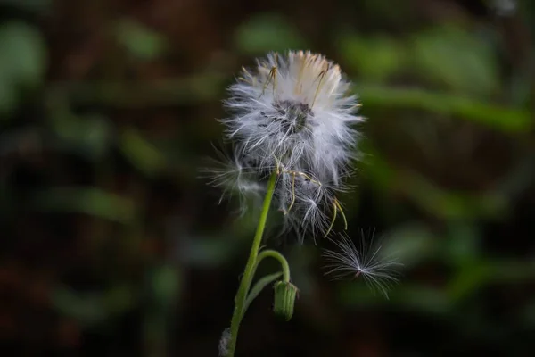 Closeup Shot Common Dandelion — Stockfoto