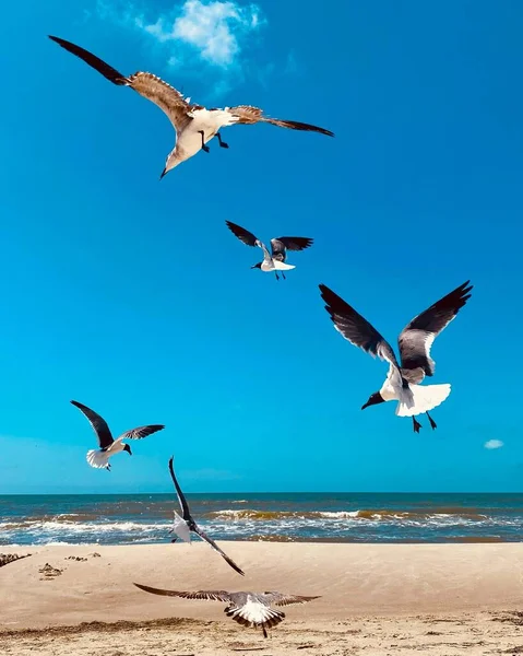 Vertikální Záběr Hejna Racků Letících Kolem Pobřeží Slunečného Dne — Stock fotografie