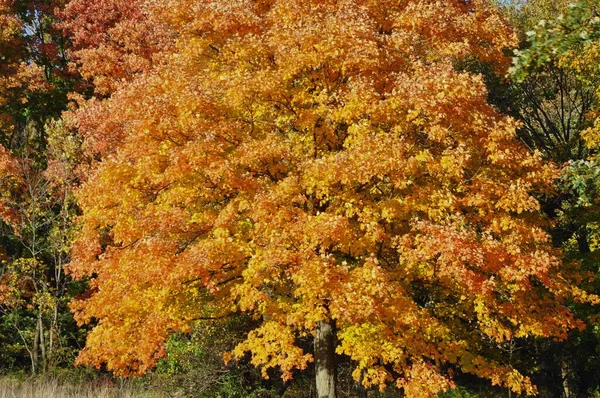 Closeup Shot Orange Tree Park Sunny Autumn Day — Stock Photo, Image