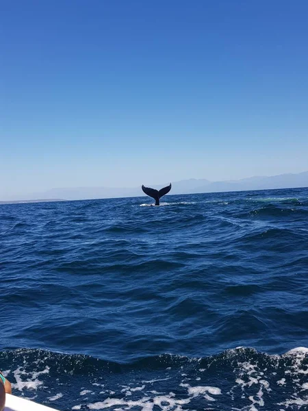 ジンベエザメ観察ツアー中にメキシコのプエルト バジャルタでクジラの物語 — ストック写真