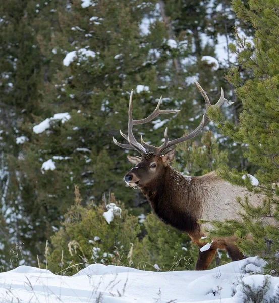 Beautiful Rocky Mountain Elk Walking Snowy Forest Cold Winter Day — Stock Photo, Image