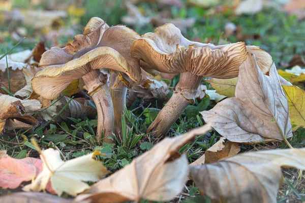 Tree Parasite Armillaria Mellea Umbrella Mushrooms Growing Park — Stock Photo, Image