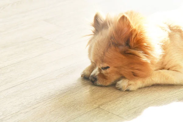 Close Cachorrinho Adormecido Bonito — Fotografia de Stock