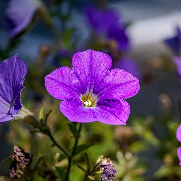 Eine Nahaufnahme Einer Schönen Violetten Blume — Stockfoto