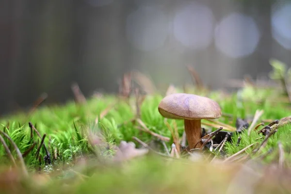 Ein Polnischer Pilz Imleria Badia Einem Wald — Stockfoto