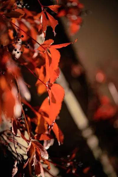 Tiro Close Umas Folhas Vermelhas Uma Árvore Outono Queda — Fotografia de Stock