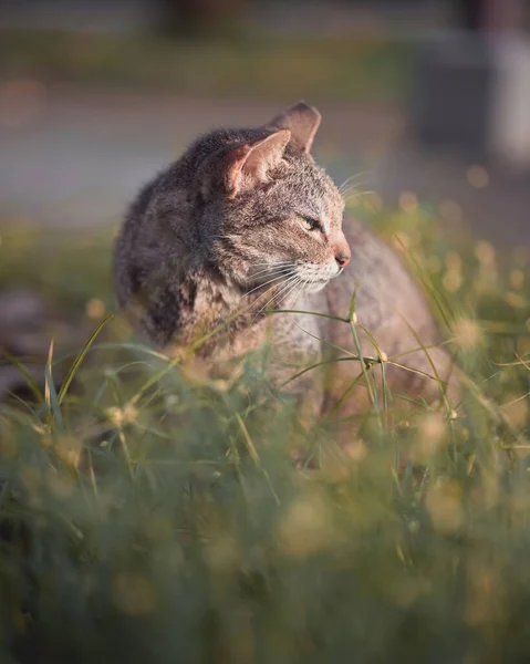Вертикальный Снимок Молодого Кота Сидящего Траве Закате — стоковое фото
