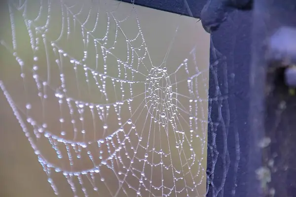 背景がぼやけている雨滴に覆われたクモの巣の選択的な焦点 — ストック写真