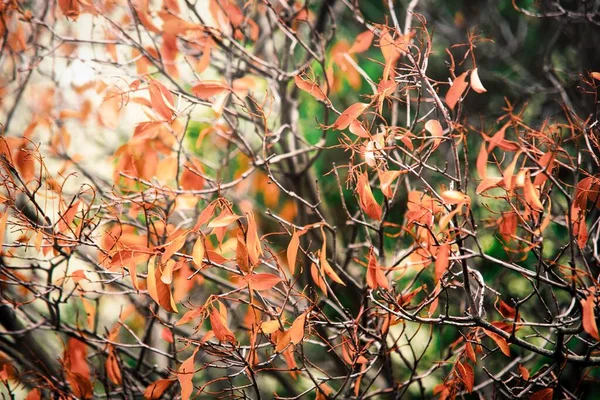 Sonbaharda Bir Ağacın Portakal Yaprakları — Stok fotoğraf