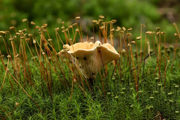 Fotografie Closeup Unei Ciuperci Mici Cultivate Pădure Fundalul Neclar — Fotografie, imagine de stoc