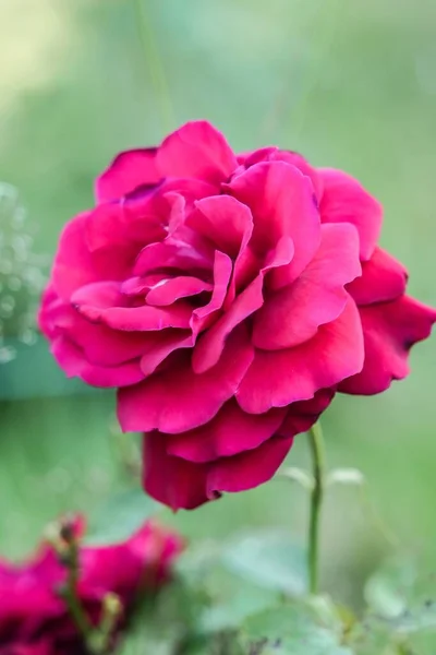 Pionowe Zbliżenie Ujęcie Kwitnącej Jasnoróżowej Róży Krzaku — Zdjęcie stockowe