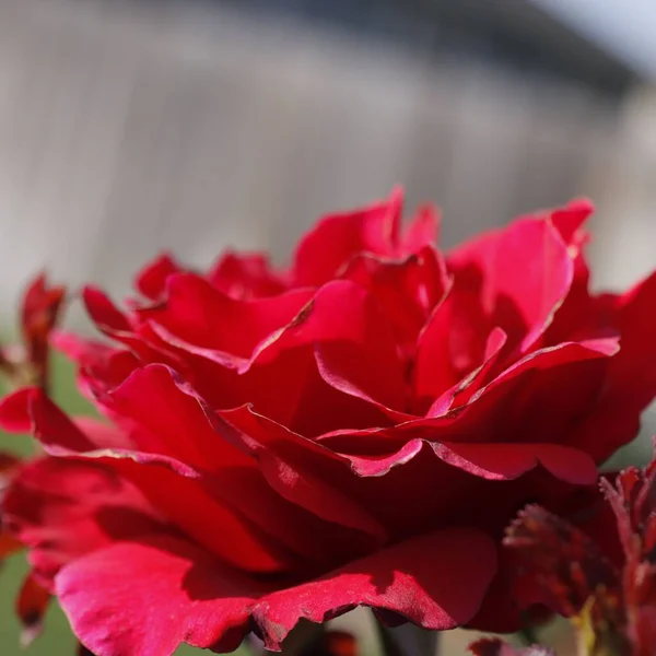 Makroaufnahme Einer Roten Gartenrose — Stockfoto