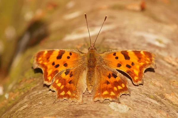Naturalne Zbliżenie Motyla Przecinkowego Polygonia Album Siedzi Rozpostartymi Skrzydłami — Zdjęcie stockowe