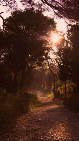 Eine Vertikale Aufnahme Eines Weges Der Bei Sonnenuntergang Von Bäumen — Stockfoto