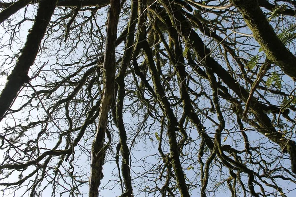 Parlak Bir Gökyüzü Altında Yıldırım Şeklinde Eski Yosunlu Ağaç Dallarının — Stok fotoğraf