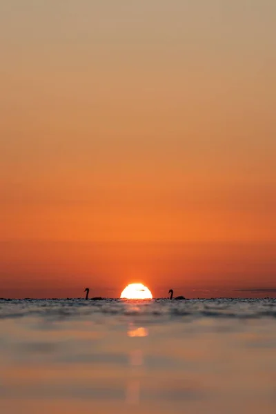 一只天鹅在落日和橙色天空的映衬下在水里游动 — 图库照片