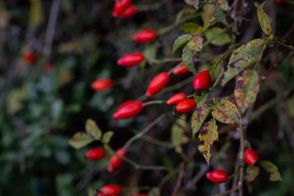 Vahşi Doğada Büyüyen Bir Gül Kalçası Meyvesinin Yakın Çekimi — Stok fotoğraf