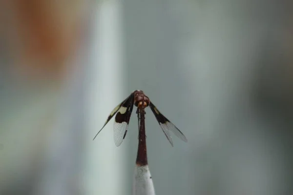 Close Shot Dragonfly Blur — Stock Photo, Image