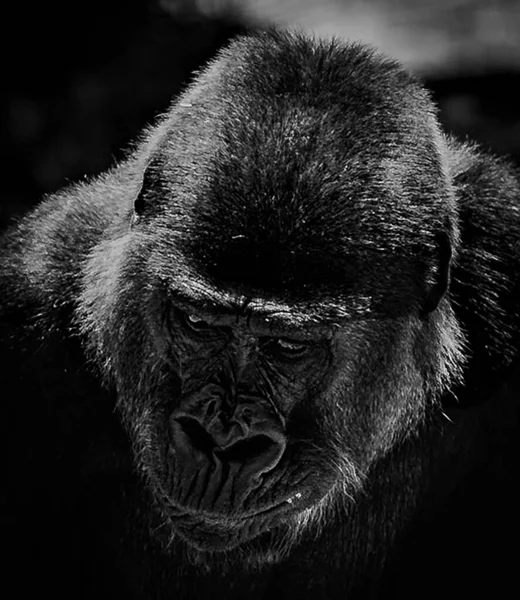 A black and white portrait of a Gorilla