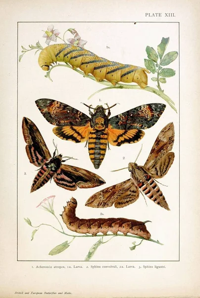 Motyle Ćmy Brytyjskie Europejskie Makrolepidoptera — Zdjęcie stockowe