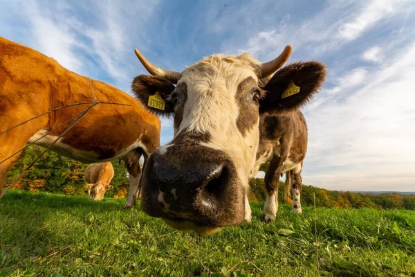 Close Vacas Campo Vegetação — Fotografia de Stock