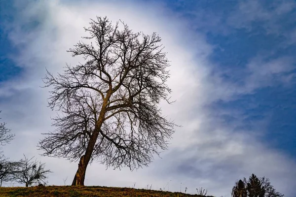점없는 하늘을 배경으로 나무의 아름다운 — 스톡 사진