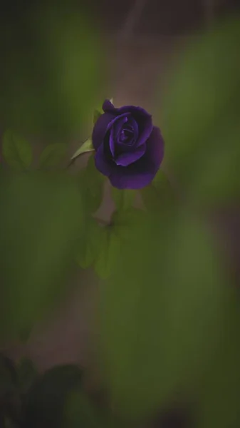 Vertical Closeup Violet Garden Rose Leaves Blurred Background — Stock Photo, Image