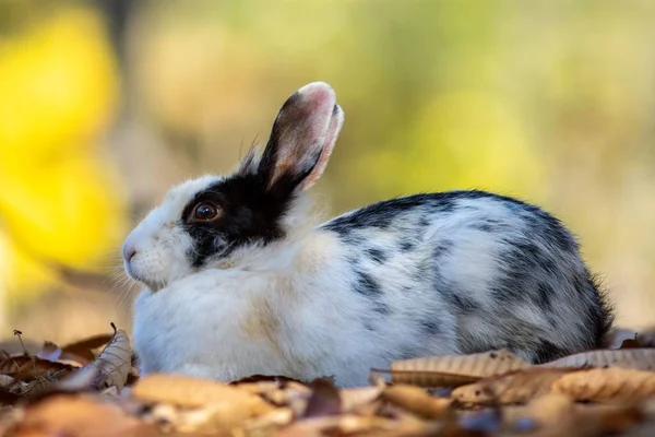 Ein Bild Eines Weißen Und Schwarzen Kaninchens Das Während Der — Stockfoto