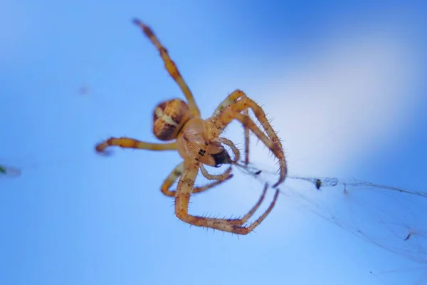 一张在网上拍摄的欧洲花园蜘蛛的选择性焦点照片 — 图库照片