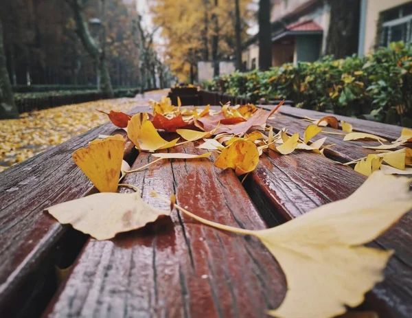 Сухие Осенние Листья Падают Деревянную Скамейку Саду — стоковое фото