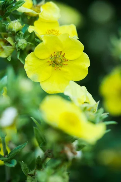 Egy Függőleges Közelkép Virágzó Sárga Cinquefoils Virágok — Stock Fotó