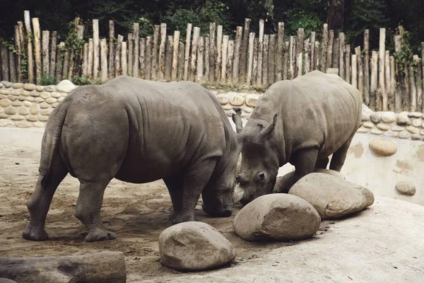 Gros Plan Rhinocéros Combattant Dans Une Réserve Faunique Avant Clôture — Photo
